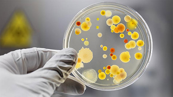 Picture 6 of The story of CRISPR: From bacteria to the great innovation of the 21st century