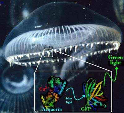 Picture 2 of The story of GFP inventions, magic markers