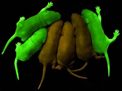 Picture 3 of The story of GFP inventions, magic markers