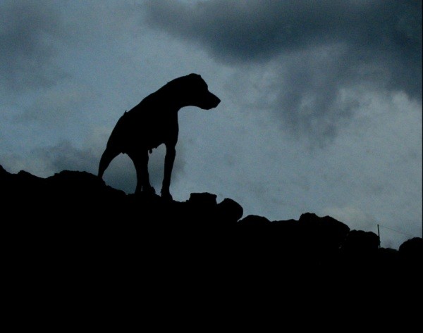 The story of the black dog ghost  in England