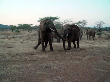 Picture 2 of The story of the elephant's compassion