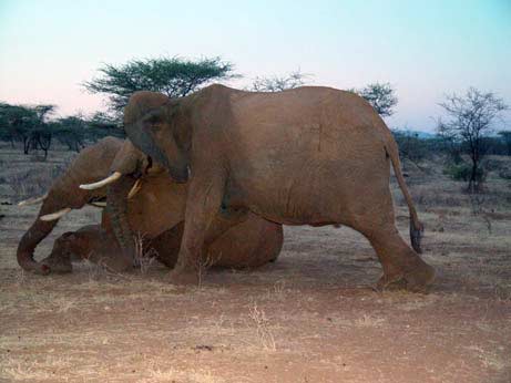 Picture 3 of The story of the elephant's compassion