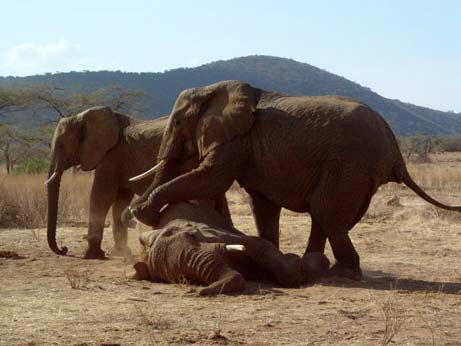 Picture 4 of The story of the elephant's compassion