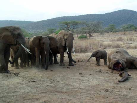 Picture 5 of The story of the elephant's compassion