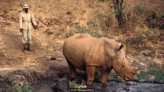 Picture 6 of The story of the lioness Elsa and the struggle to prevent wildlife hunters