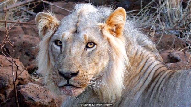 Picture 7 of The story of the lioness Elsa and the struggle to prevent wildlife hunters