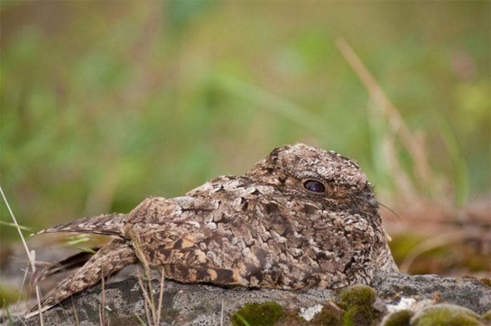 Picture 4 of The strange attraction of wildlife at autumn