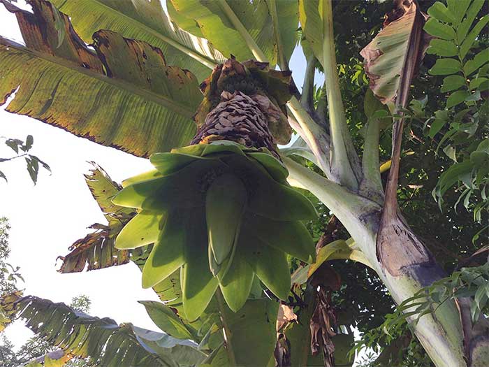 Picture 2 of The strange banana species in the middle of Xuan Son forest is still alone, finishing and killing itself