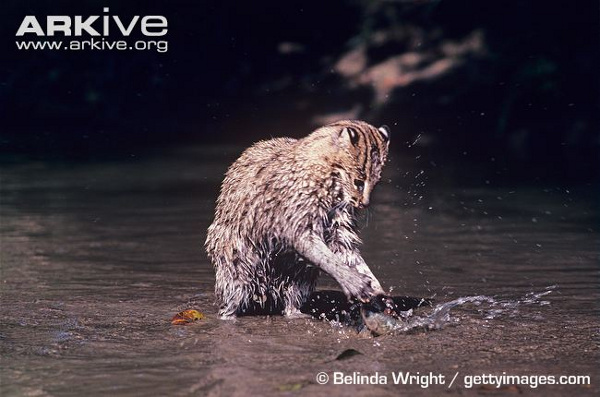 Picture 6 of The strange cat loves swimming and catching fish well in Vietnam
