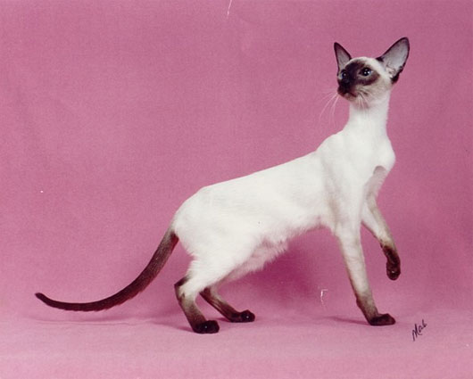 Picture 10 of The 'strange' cats in the world