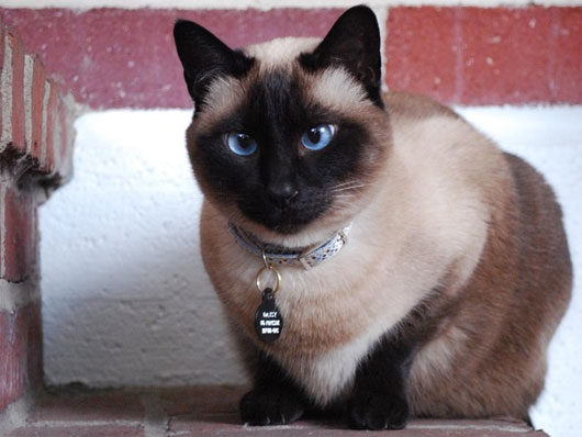 Picture 11 of The 'strange' cats in the world