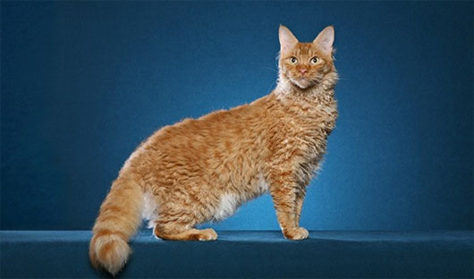Picture 12 of The 'strange' cats in the world