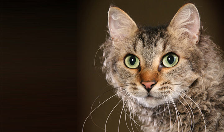 Picture 13 of The 'strange' cats in the world