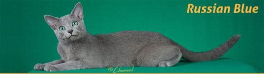 Picture 14 of The 'strange' cats in the world