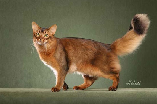 Picture 15 of The 'strange' cats in the world