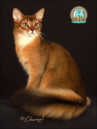 Picture 16 of The 'strange' cats in the world