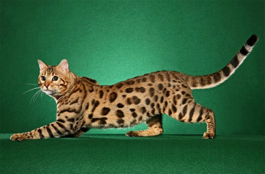 Picture 17 of The 'strange' cats in the world