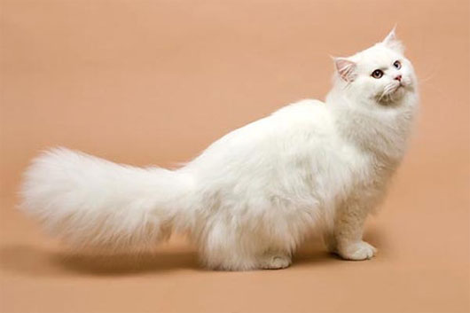 Picture 5 of The 'strange' cats in the world