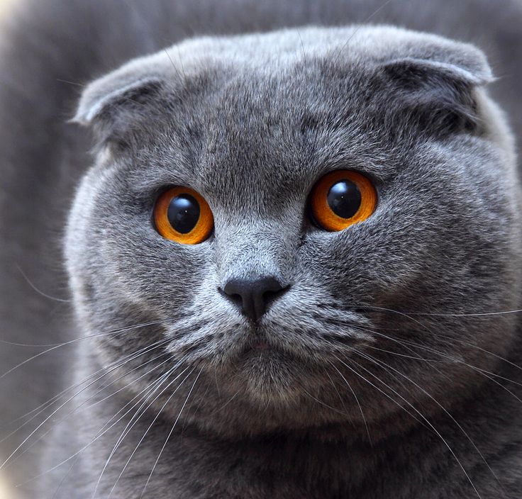 Picture 7 of The 'strange' cats in the world