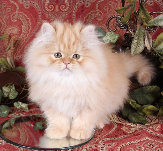 Picture 8 of The 'strange' cats in the world