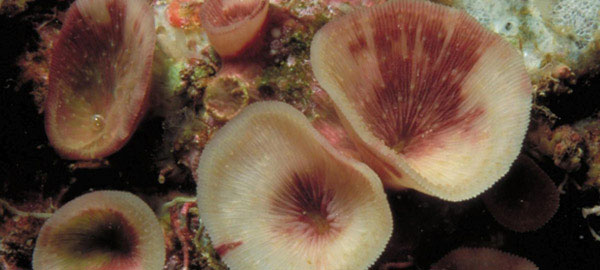 Picture 1 of The strange coral lives in the cave