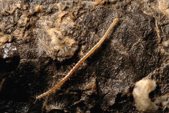 Picture 1 of The strange creature has 33 pairs of legs that live at 1.100m below the ground
