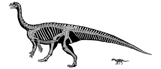 Picture 1 of The strange dinosaur knows crawling before walking like a human