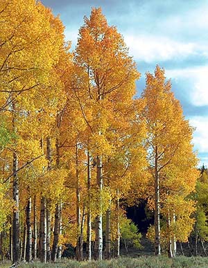 Picture 1 of The strange disappearance of poplar trees