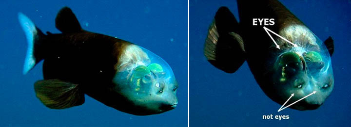 Picture 1 of The strange fish has a penetrating head