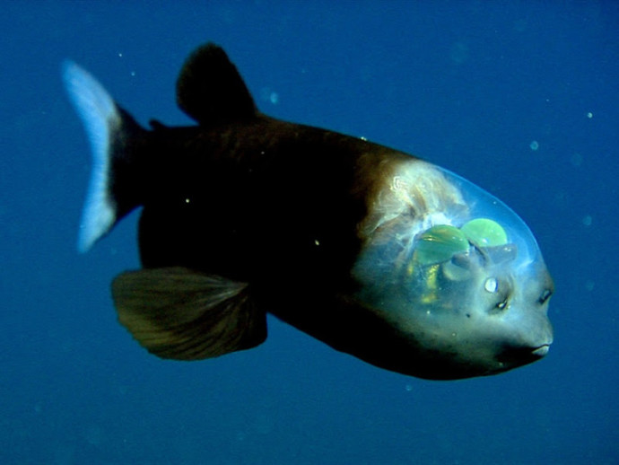 Picture 2 of The strange fish has a penetrating head