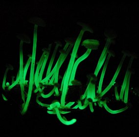 Picture 4 of The strange mushroom glows in the dark