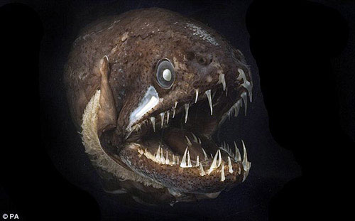 Picture 4 of The strange sea monsters in the deep sea