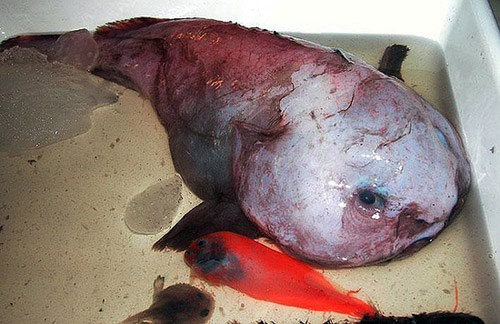 Picture 5 of The strange sea monsters in the deep sea