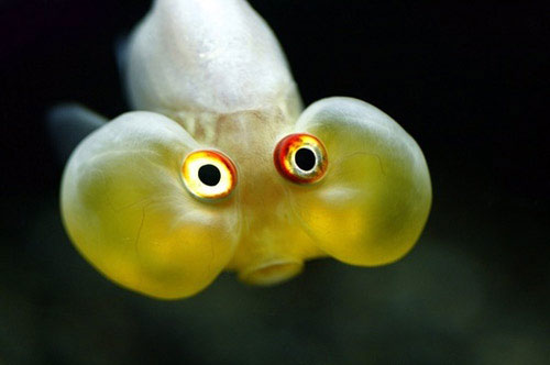 Picture 6 of The strange sea monsters in the deep sea