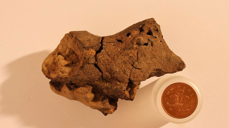 Picture 1 of The strange stone was identified as a dinosaur brain fossil