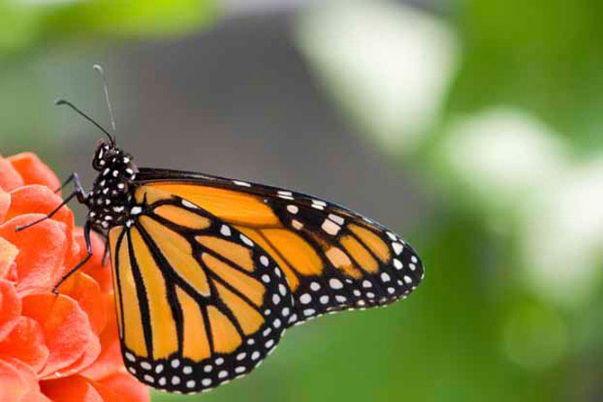 Picture 6 of The strange, weird things of animals you don't know