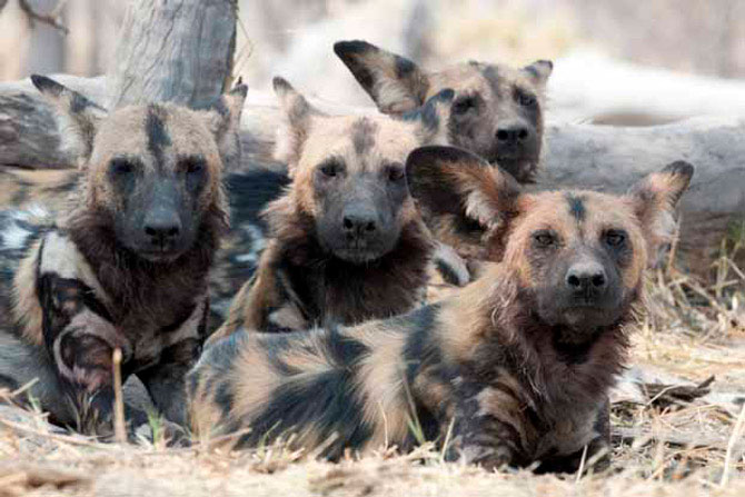 Picture 8 of The strange, weird things of animals you don't know
