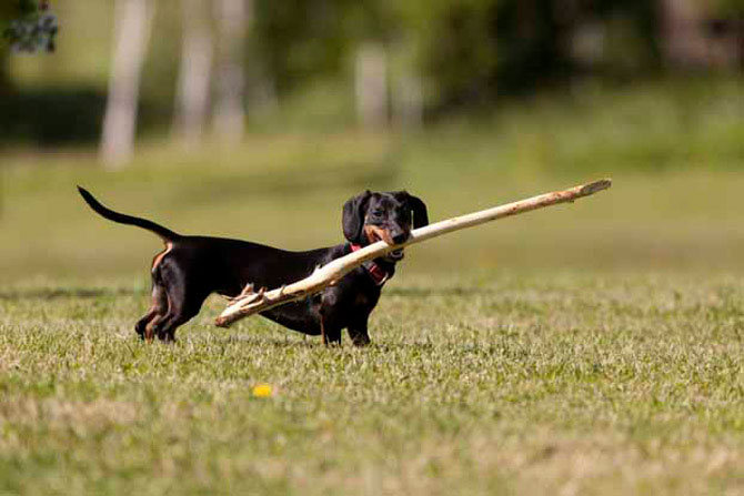 Picture 9 of The strange, weird things of animals you don't know