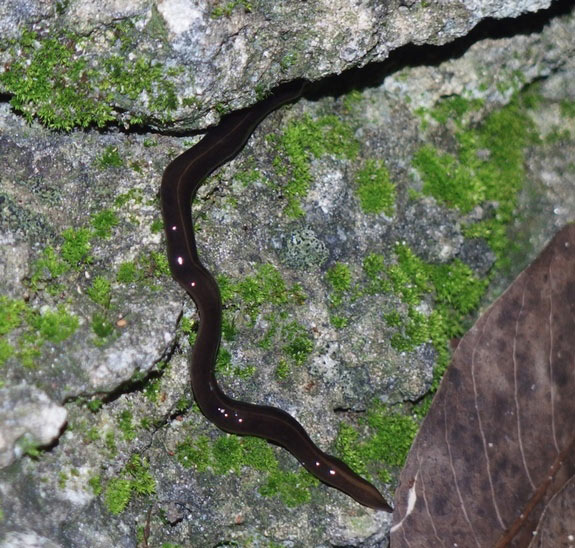 Picture 2 of The strange worm has a mouth in the middle of the belly