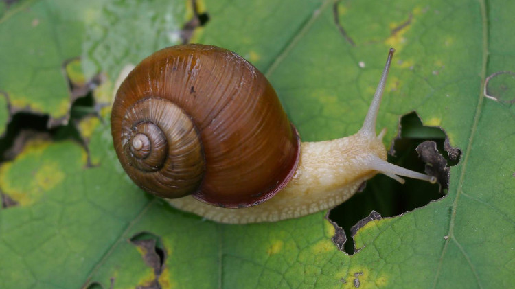 Picture 1 of The strategy uses shells to respond to snail attacks