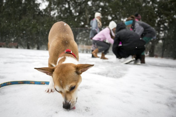 Picture 2 of The strongest snowstorm in 3 decades, Florida first snow