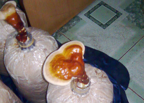 Picture 2 of The student and the dream make the packaging from mushrooms