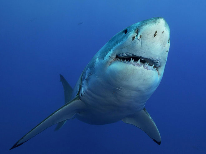 Picture 1 of The study is worrying: 92% of the world's sharks have been