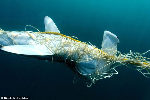 Picture 2 of The study is worrying: 92% of the world's sharks have been
