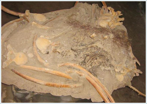 Picture 2 of The study of fine-haired mammoth gene changes the theory of evolution