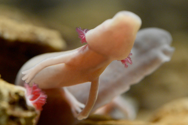Picture 1 of The super rare ruby ​​sea dragon rose to form for the first time in history