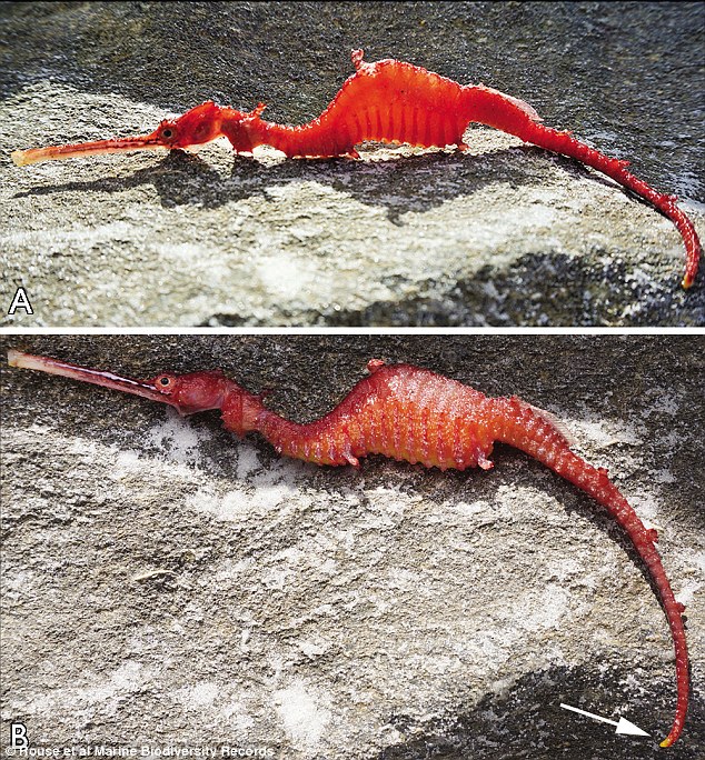Picture 2 of The super rare ruby ​​sea dragon rose to form for the first time in history