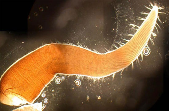 Picture 3 of The superhuman 'eyes' of animals