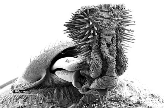 Picture 4 of The superhuman 'eyes' of animals