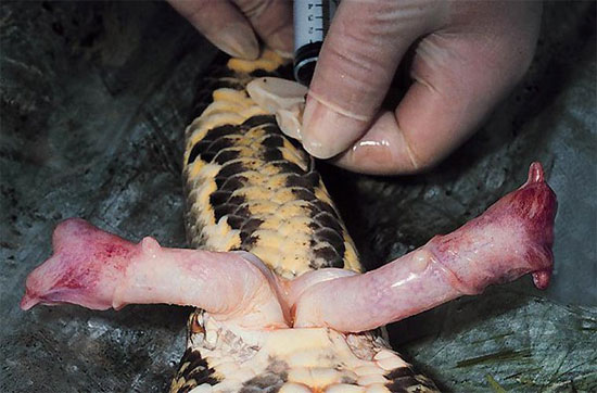 Picture 5 of The superhuman 'eyes' of animals